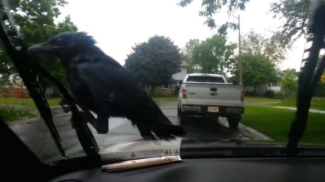 Crow Riding Windshield Wipers