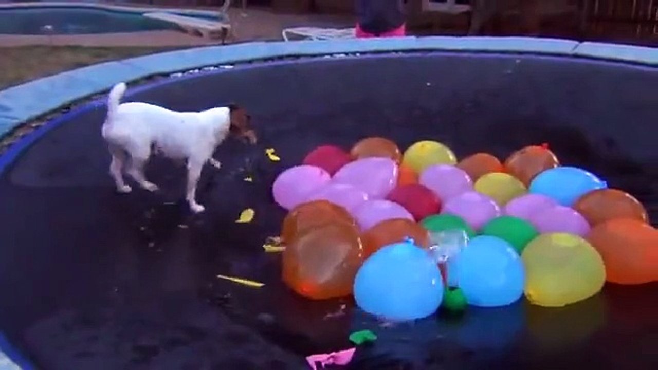 how dogs play with ballons