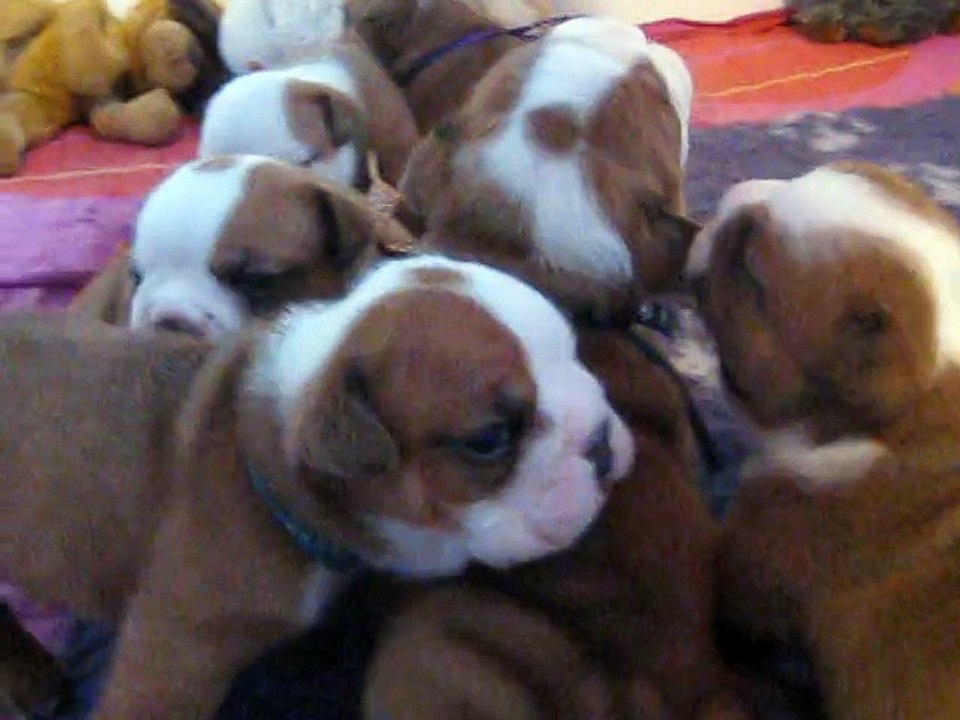 les chiots de ginette beauté du square du p'tit quinquin 3 semaines