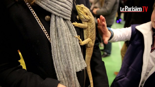 La folie des reptiles au Salon Paris animal Show