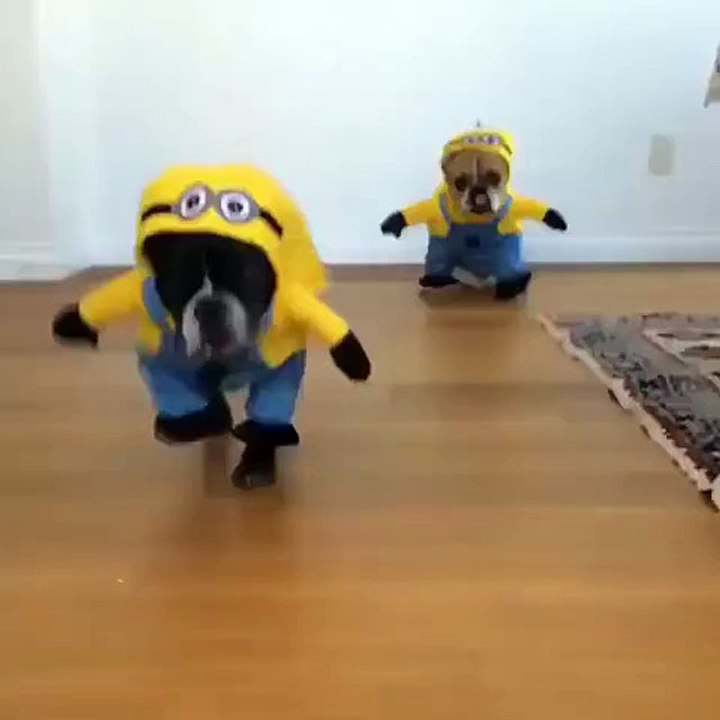 Minions or Dogions