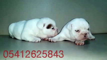 Satılık ingiliz bulldog yavru 05412625853
