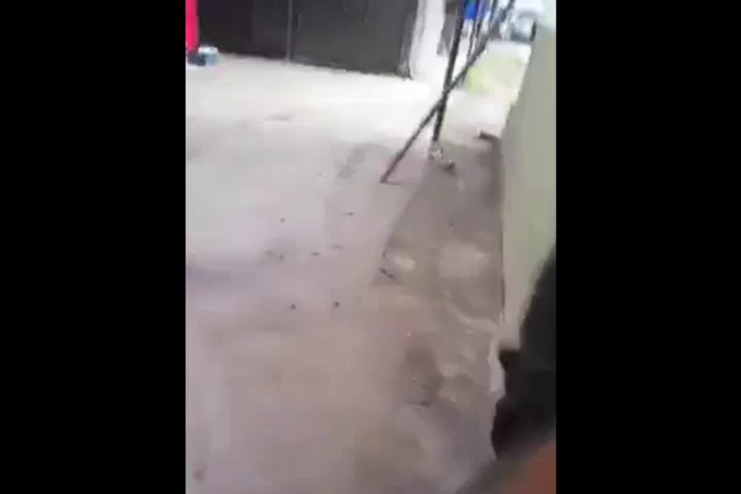 Cat with Rat