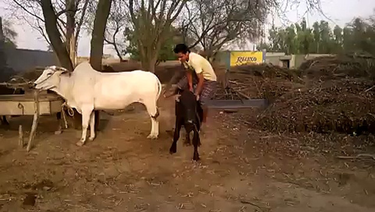 Desi funny video