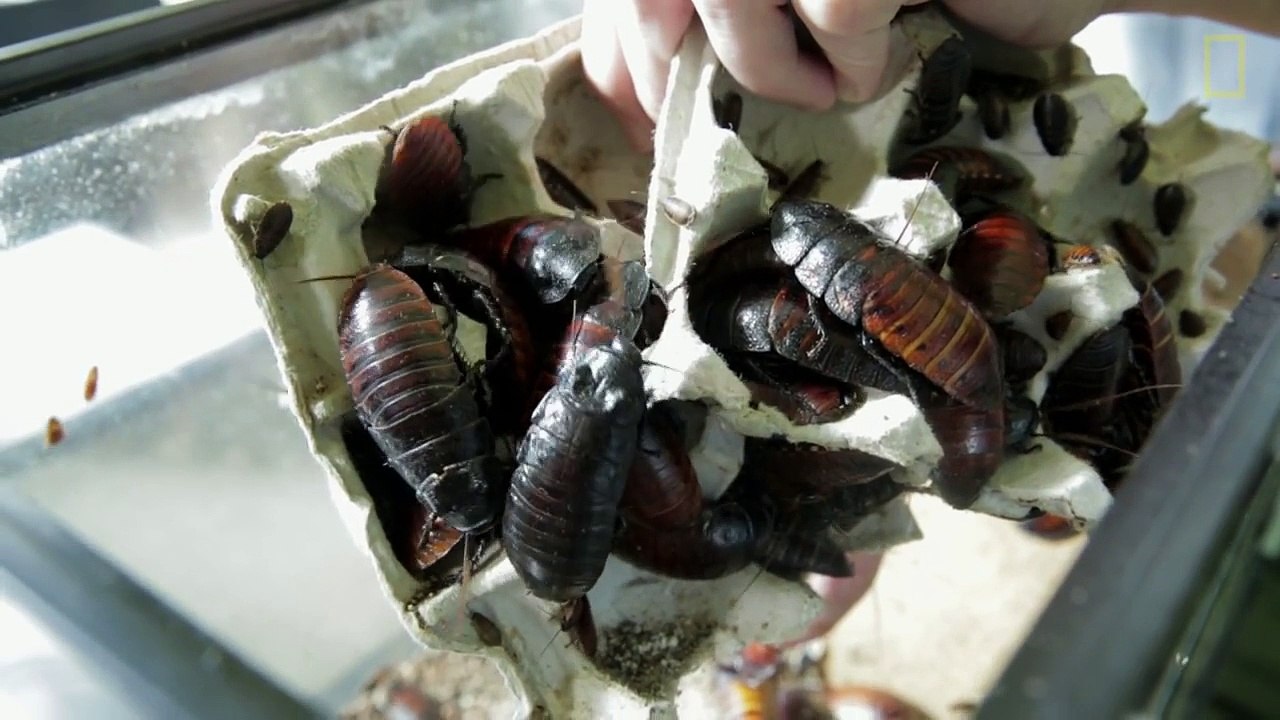 If You're Scared of Bugs, Don't Watch This