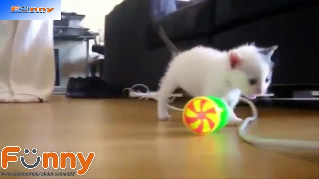 Cute Kittens