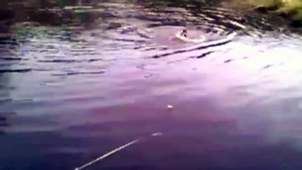 Dog rescues drowning cat