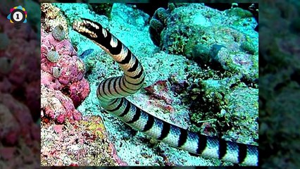 10 Most Dangerous Snakes Of All Time