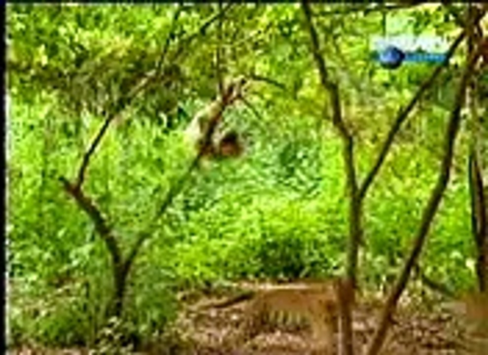 chetha Monky