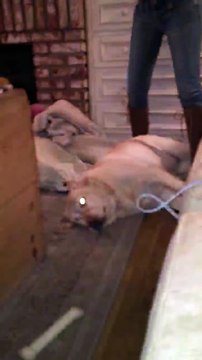 Dog Doesnt Want To Go Out and plays dead