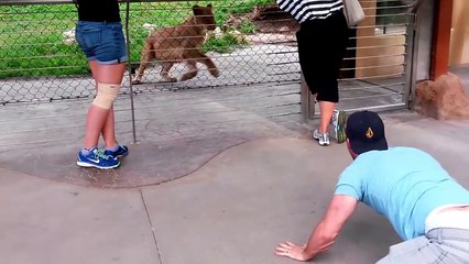 play with lions at the zoo