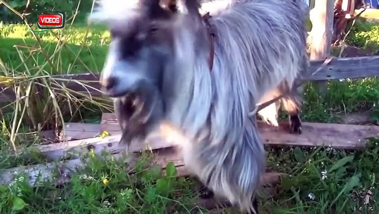 Watch Animals Are Awesome Too! Humans   People Are Awesome Spoof