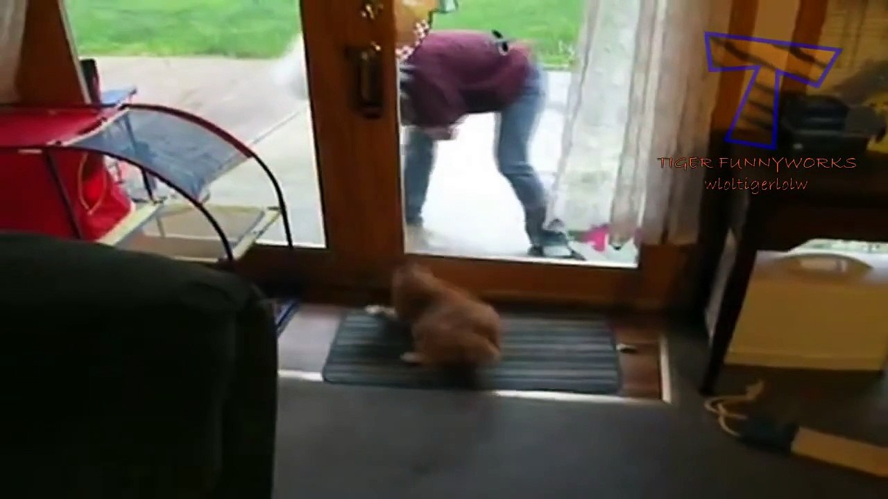 Funny cats scared of random things - Funny cats compilation