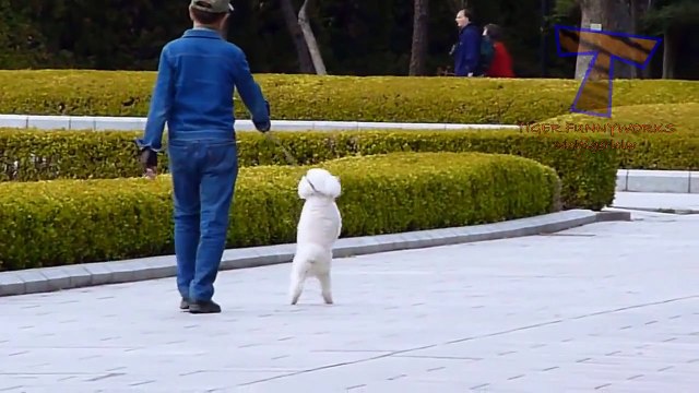 Funny pets walking on two legs - Funny and cute animal compilation