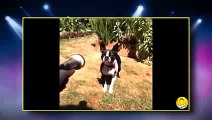 Videos graciosos - Animales - Caidas y Bromas Chistosas- Perros, Gatos - Videos De Risa 2015