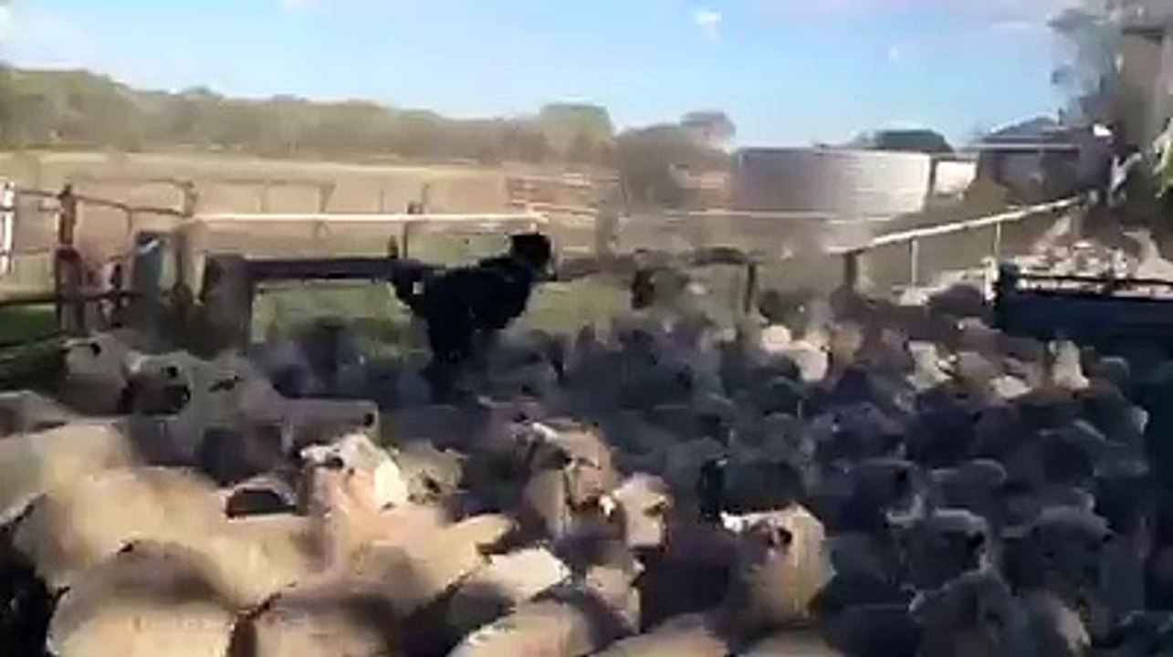 HARİKA KÖPEK