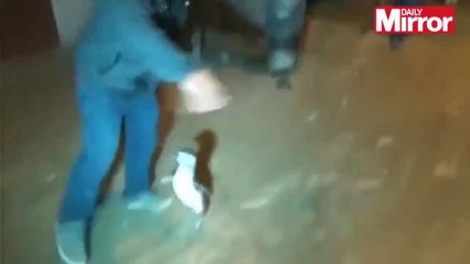 Задержание пингвина