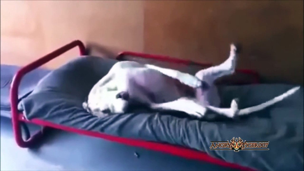 Funny Great Dane Compilation