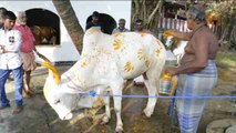 Sri Lanka honra con el 'Mattu Pongal' al ganado por su ayuda en la cosecha