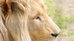 Lion Life Documentary: African Lion Documentary (Animal Documentary Full Length)