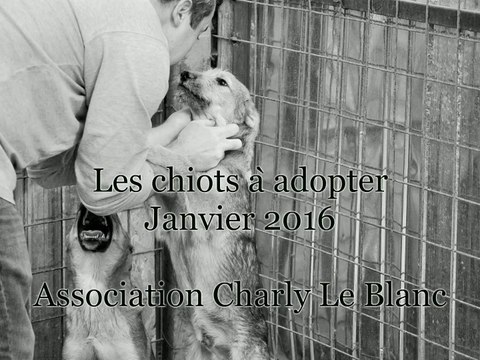 Les chiots à adopter (janvier 2016)