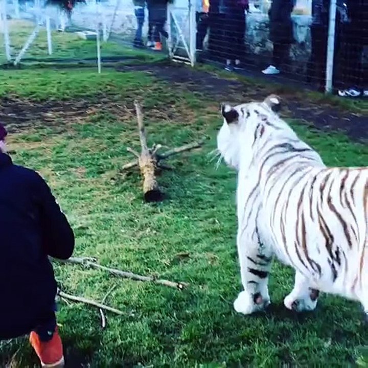 Lewis Hamilton joue avec un énorme tigre