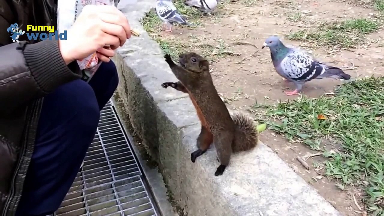 1080P I Fıstık Sincap Aşk Komik 2014 Hd