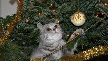 Gatos divertidos Atacar Árbol de Navidad - Gatos que juegan Compilación 2015