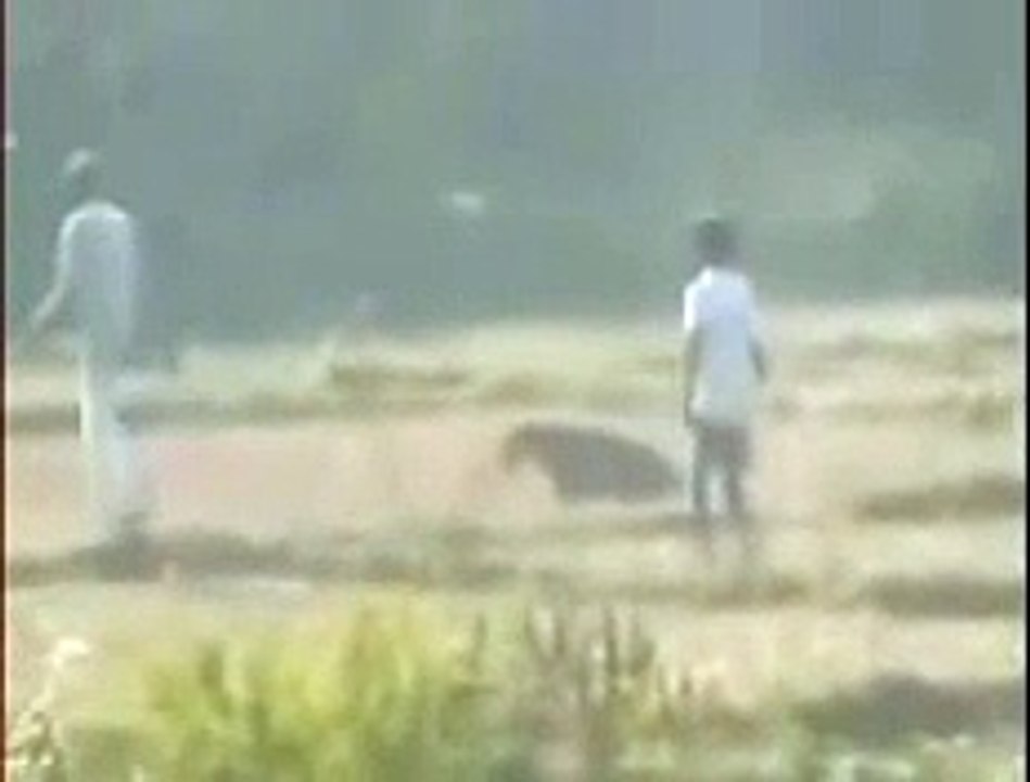 ヒョウ、ポットに頭はまって右往左往 。住民あつまるも猛獣に手を出せず。インドヒョウ 喉が乾いたか、、、【インド】