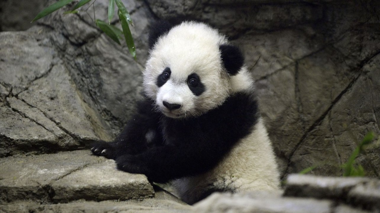 Bei Bei makes first public appearance