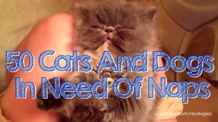 50 cats and dogs in need of naps