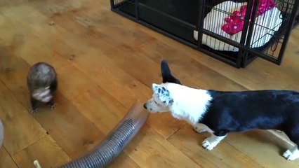 A corgi and two ferrets enjoying their play time