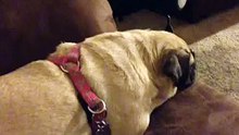 my dog challenges you again no to laugh!