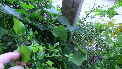 A DAY IN THE LIFE BREASTFEEDING ASIAN MOM ☆ Mama Pyjama