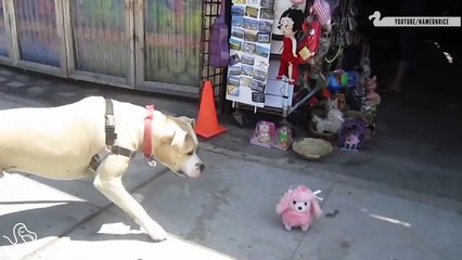 Pit Bulls afraid of small things