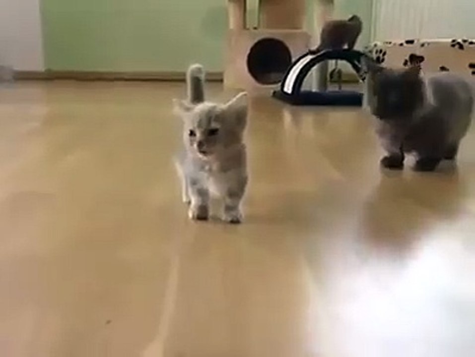 The tiniest meows ever