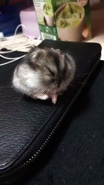 They see me rolling