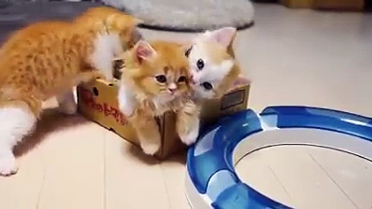 This is why I love cats