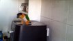 This parrot has some serious river dancing skills