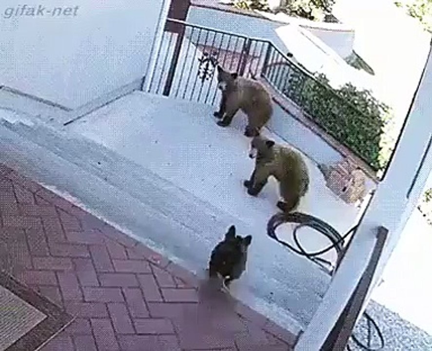 Vicious bulldog attacks bears