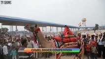 Camel dance competition at Pushkar Fair Rajasthan India