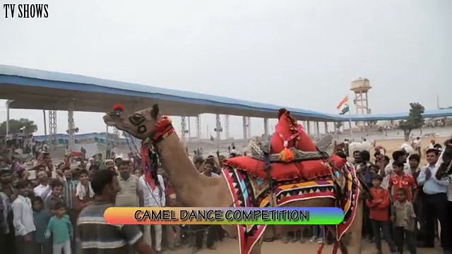 Camel dance competition at Pushkar Fair Rajasthan India