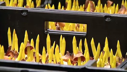 Het tulpenseizoen is in Loppersum van start gegaan - RTV Noord