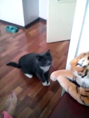 Cat really hates this tiger
