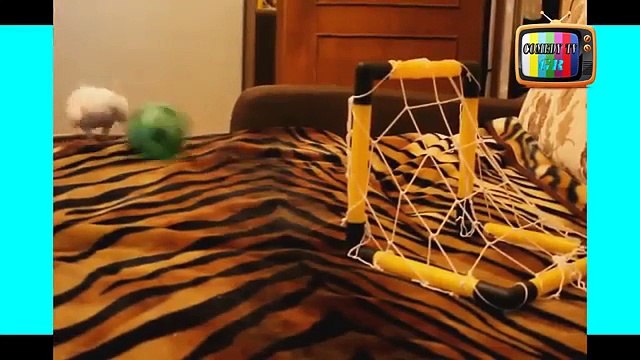 Прикольное видео / супер приколы 2015 || top fails 10