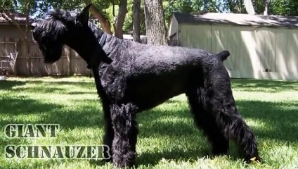 Top 10 Best Guard Dogs for Protection