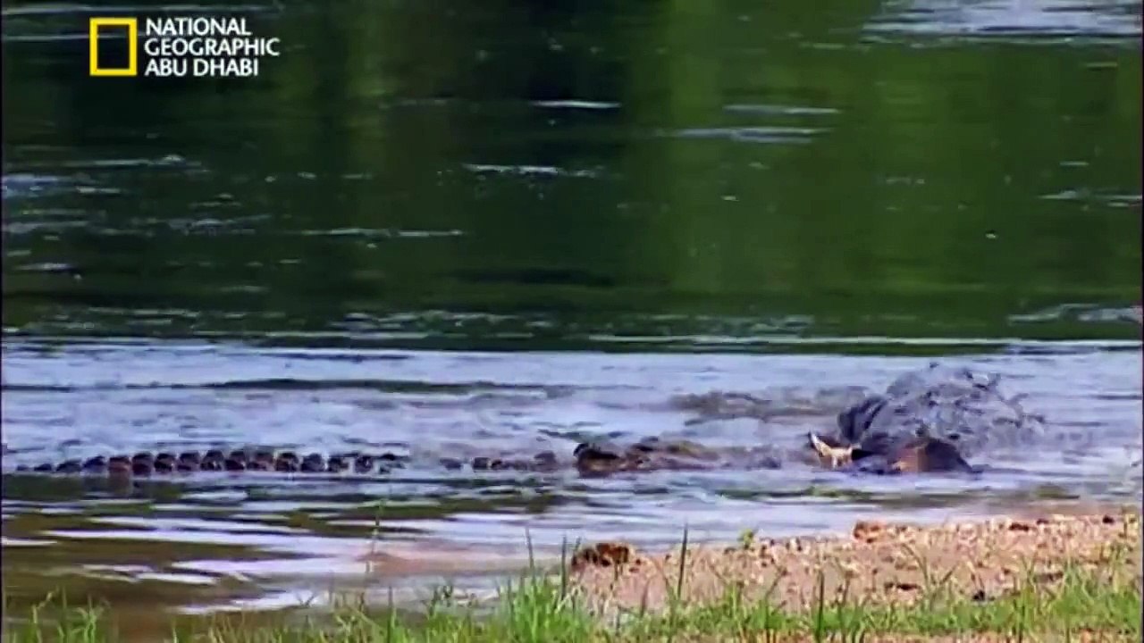 #وثائقي - أنا وحش - التمساح #Documentary HD