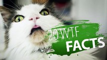 20 WTF Facts You Wont Believe