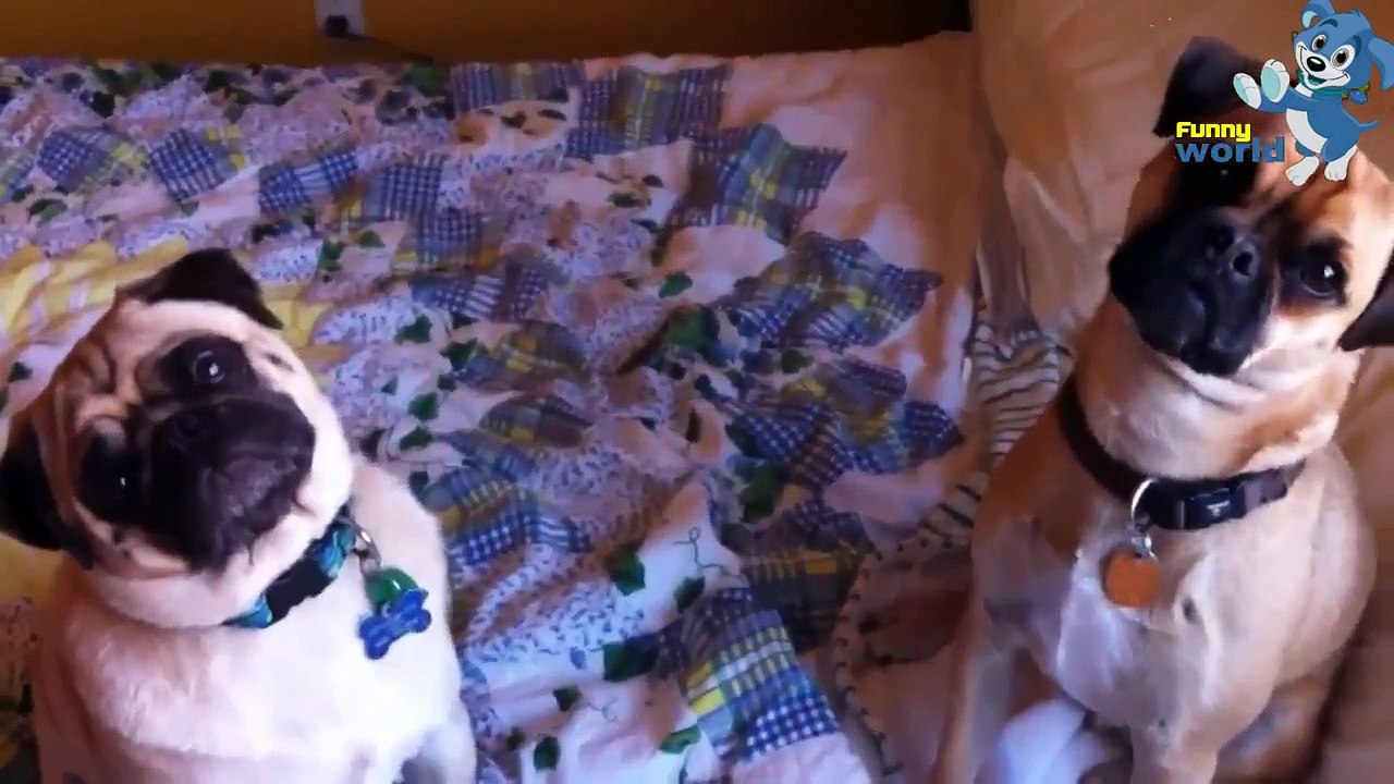 Sevimli Köpek Baş Eğme Ve Bebekler Derleme 2015 Hd