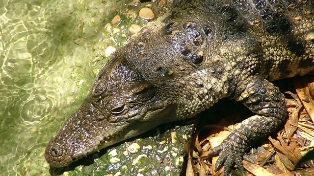 10 Rarest & Most Endangered Animals